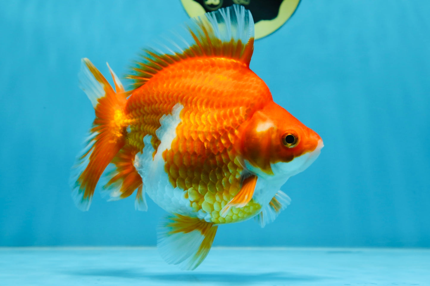 AAA Grade Ryukin Red White Female 5.5 inches #070425RK_02