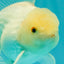 MASHMALLOW A Grade White Oranda Male 5.5-6 inches #091826OR_05