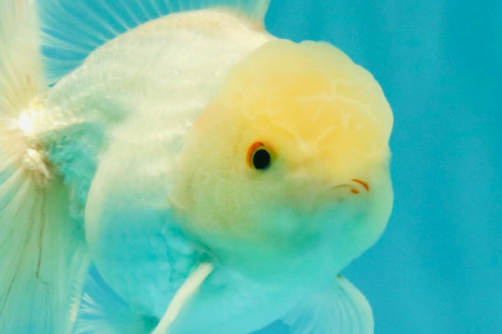MASHMALLOW A Grade White Oranda Male 5.5-6 inches #091826OR_05