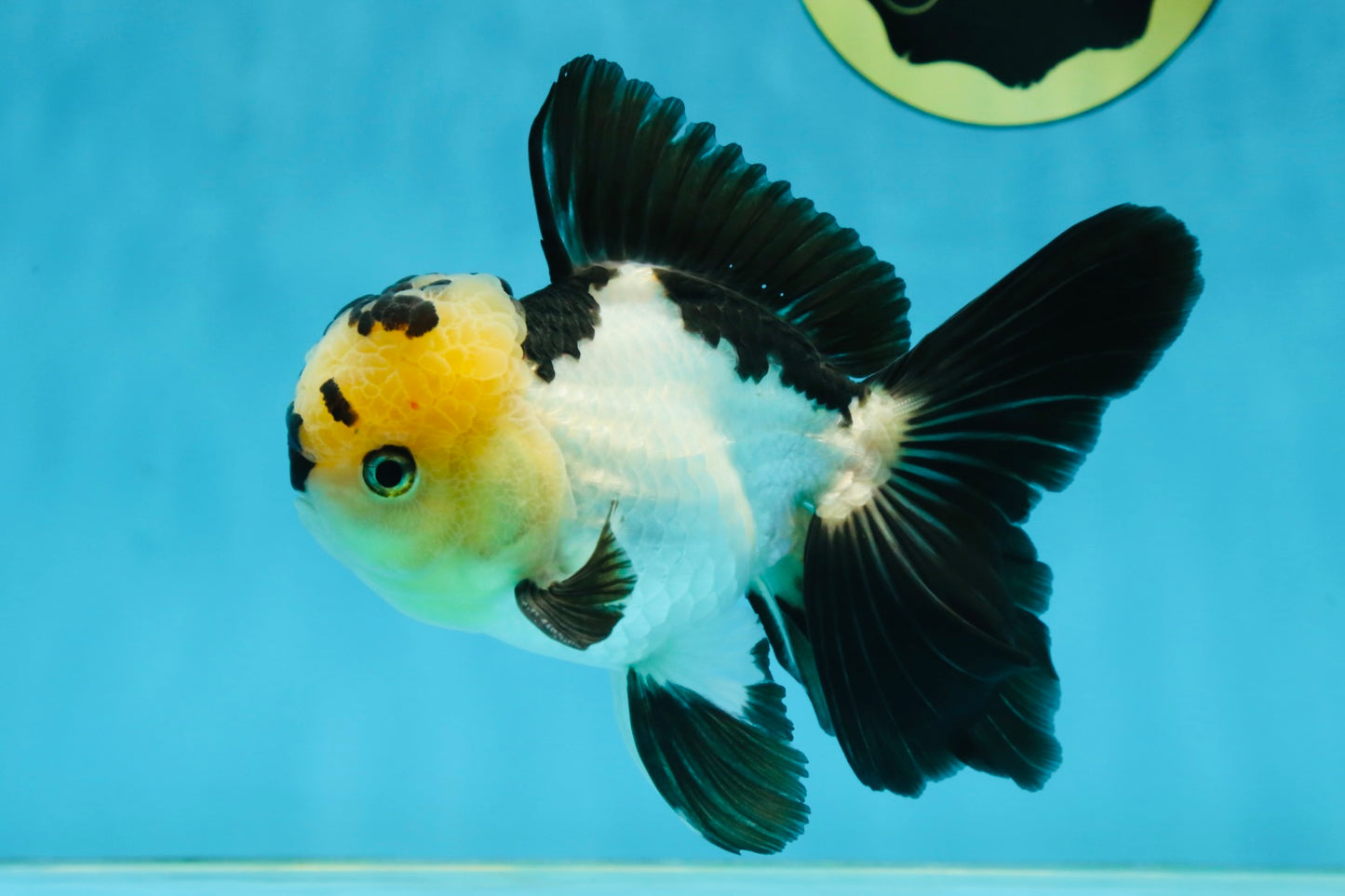 AAA Grade Panda Oranda Male 5-5.5 inches #062725OR_13