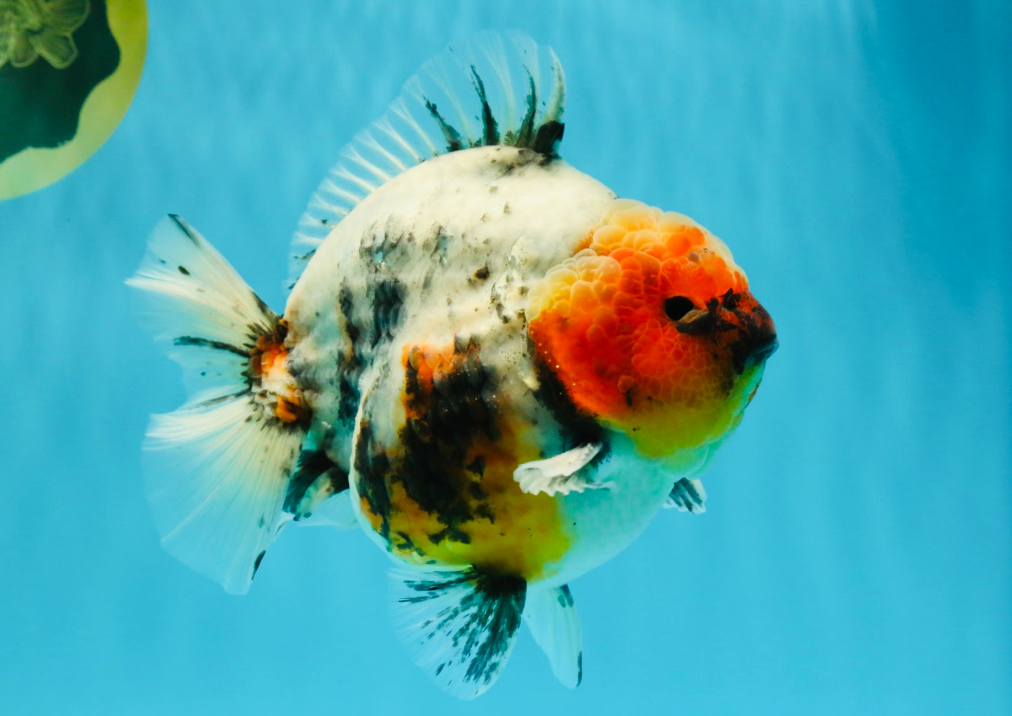 A Grade Godzilla Marble Yuanbao Male 6 inches #022726YB_03