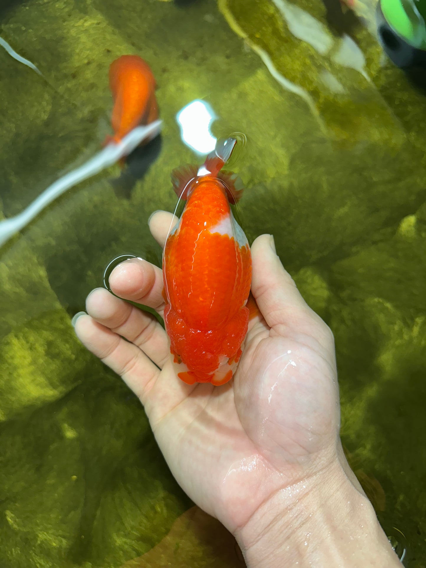 AAA Grade Adorable Red White LionQueen 4.5 inches #041825LC_02