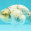 SUPER CUTE AAA Grade Egg White Tiger LionQueen 4-4.5 inches #071726LC_08