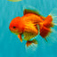 AAA Grade Red White Oranda Male 5-5.5 inches #073126OR_08