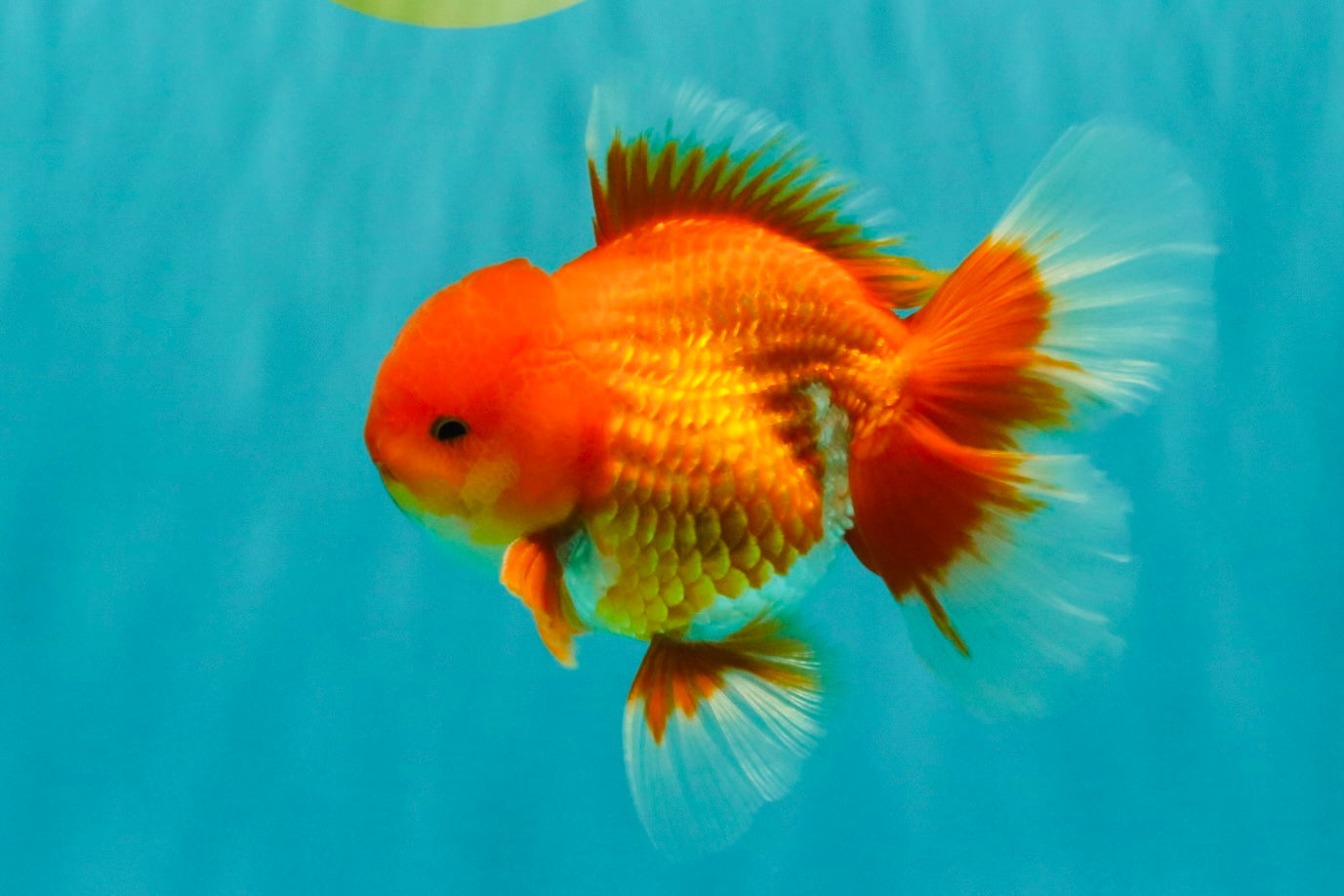 AAA Grade Red White Oranda Male 5-5.5 inches #073126OR_08