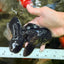 A Grade Black Oranda Male 5-5.5 inches #101626OR_02