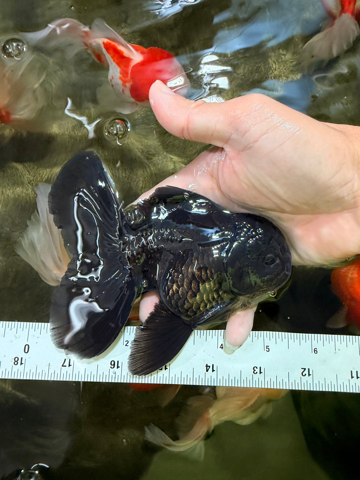 A Grade Black Oranda Male 5-5.5 inches #101626OR_02