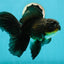 Black Oranda Male 6.5 inches #112224OR_17