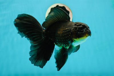 Black Oranda Male 6.5 inches #112224OR_17