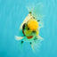 CHONKY AAA Grade Marble Button Eyes Oranda Male 6 inches #061926OR_27