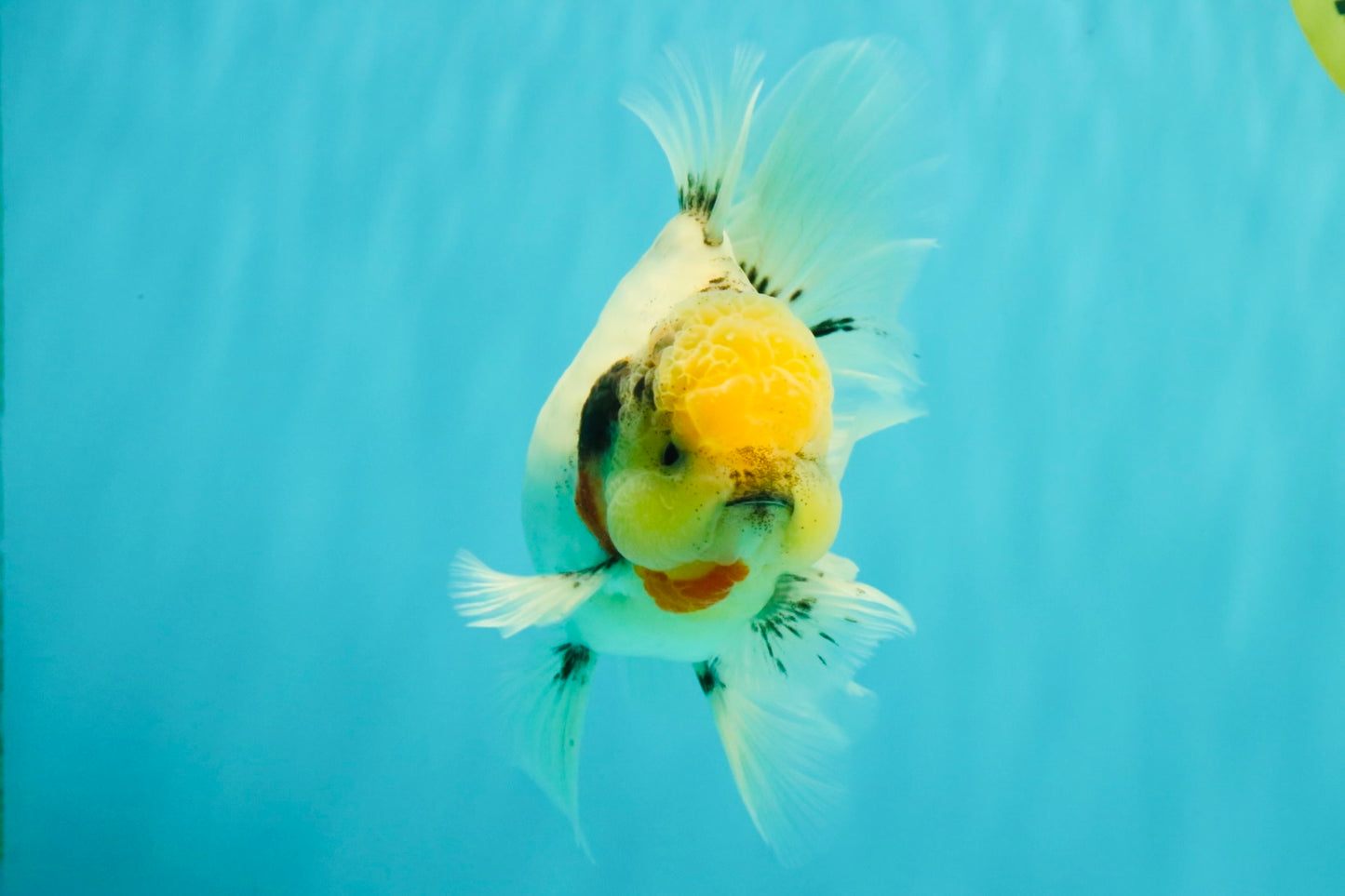 CHONKY AAA Grade Marble Button Eyes Oranda Male 6 inches #061926OR_27