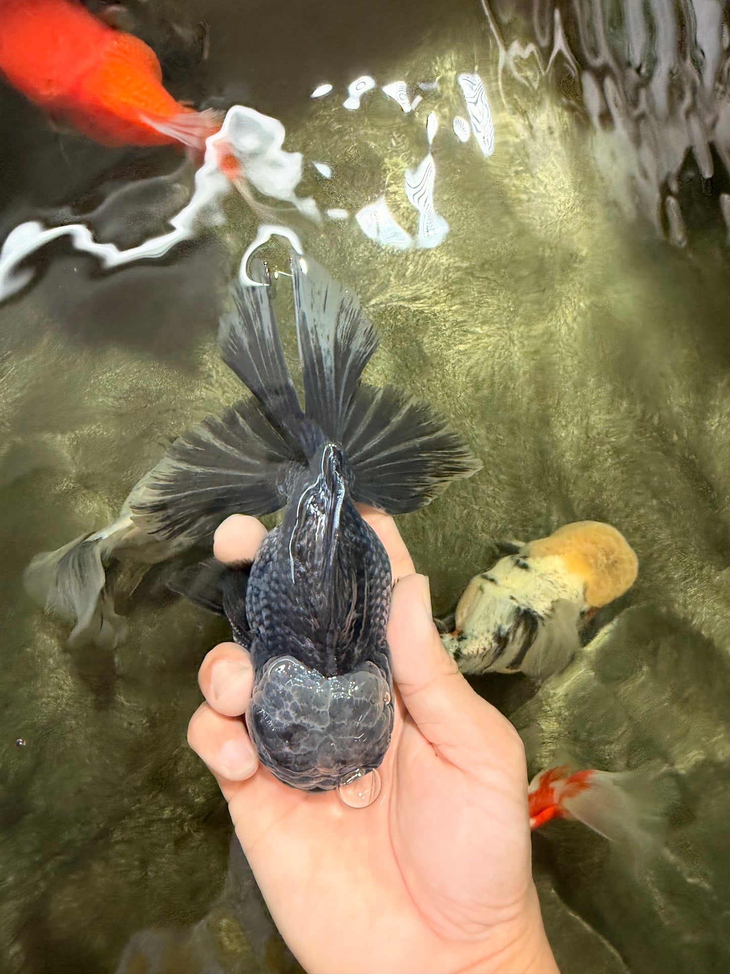 AAA Grade Kirin Jade Head Oranda Male 6 inches #070626OR_20
