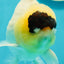 AAA Grade Panda Lemonhead Button Eyes Oranda Male 5.5 inches #110824OR_14