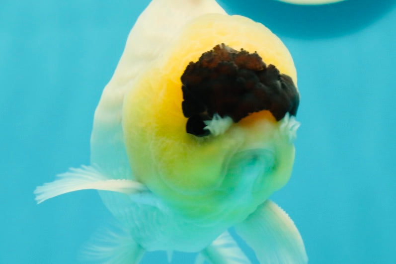 AAA Grade Panda Lemonhead Button Eyes Oranda Male 5.5 inches #110824OR_14