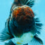 AAA Grade Calico Kirin Oranda 5.5-6 inches #080125OR_02