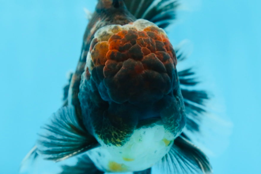 AAA Grade Calico Kirin Oranda 5.5-6 inches #080125OR_02