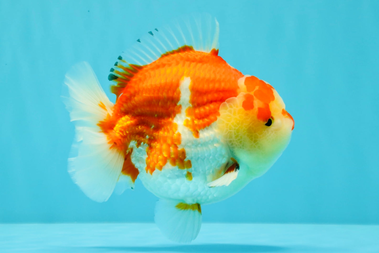 AAA Grade Godzilla Red White Yuanbao Male 5-5.5 inches #031326YB_20