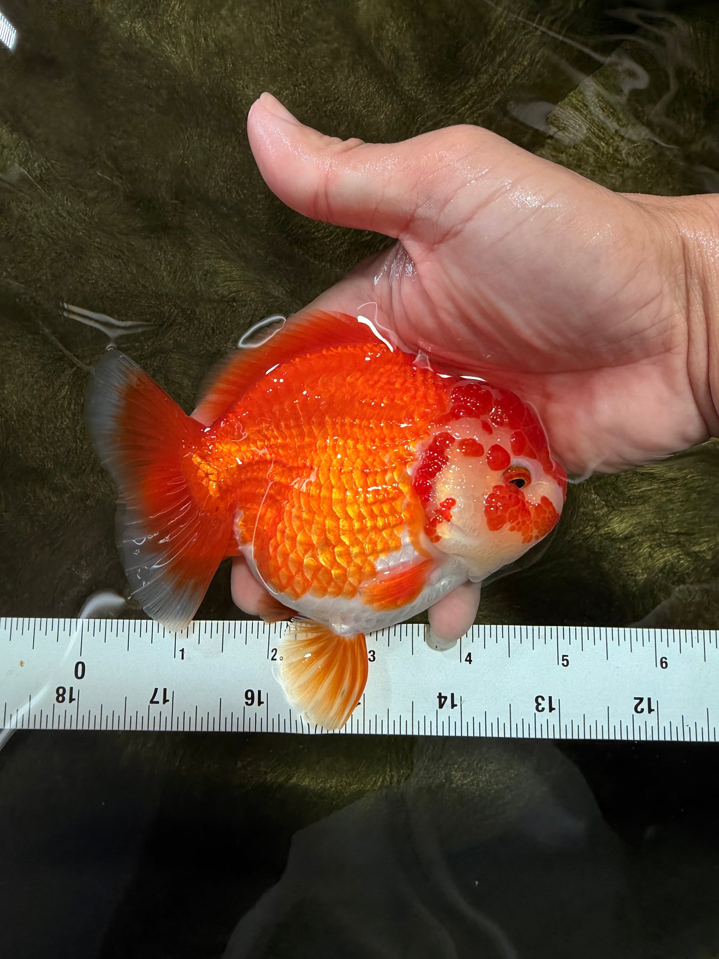 ADORABLE A Grade Red White Yuanbao Female 5 inches #071026YB_22