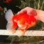 JUMBO AAA Grade Red White Oranda Female 6.5 inches #032726OR_06