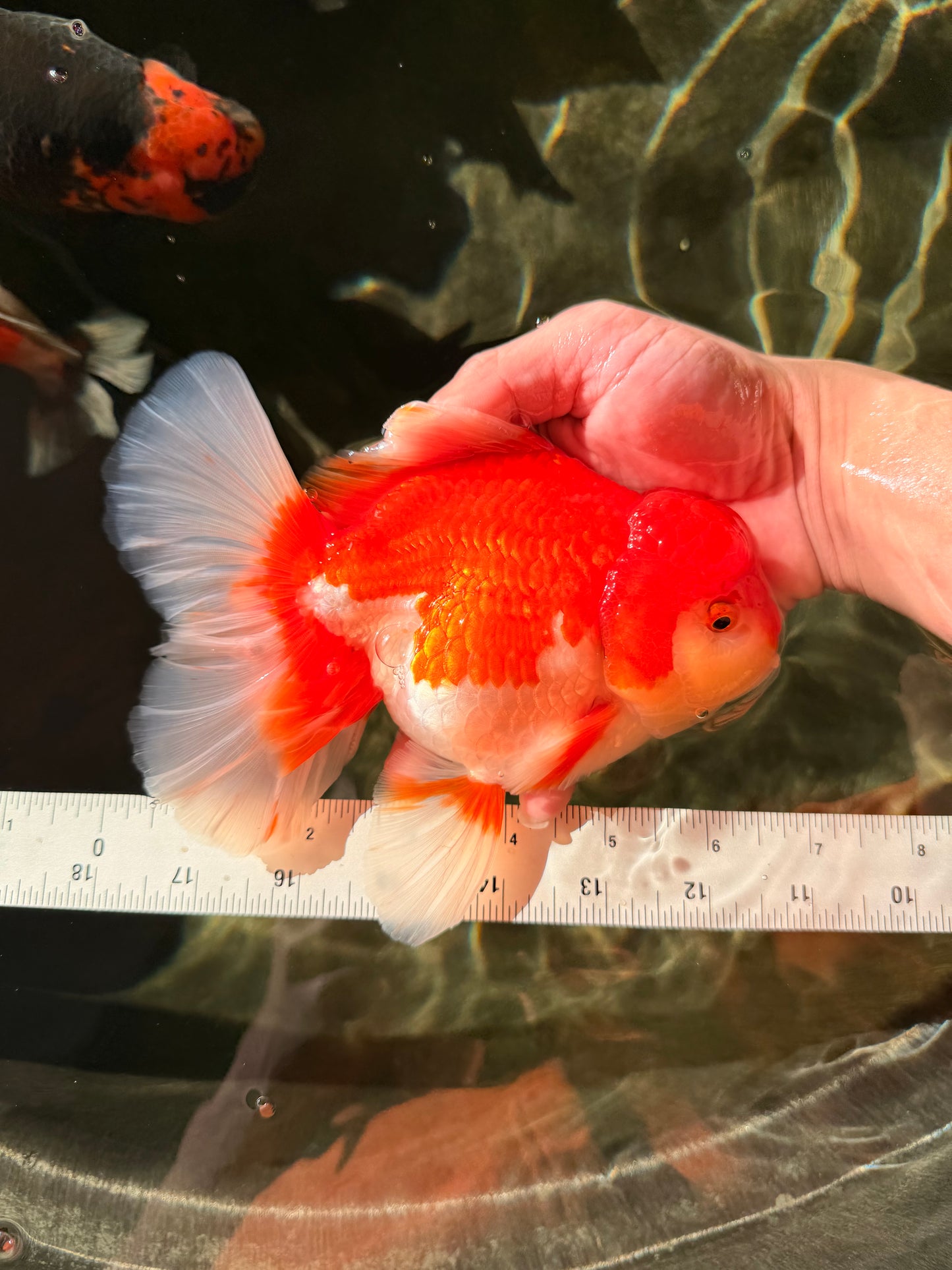 JUMBO AAA Grade Red White Oranda Female 6.5 inches #032726OR_06