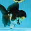 CHUBBY CHEEK Panda Oranda Female 5-5.5 inches #090525OR_20