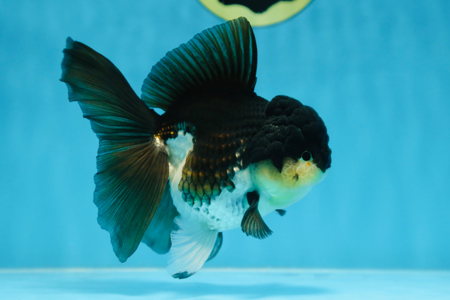 CHUBBY CHEEK Panda Oranda Female 5-5.5 inches #090525OR_20