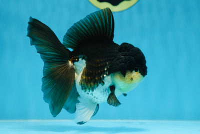 CHUBBY CHEEK Panda Oranda Female 5-5.5 inches #090525OR_20