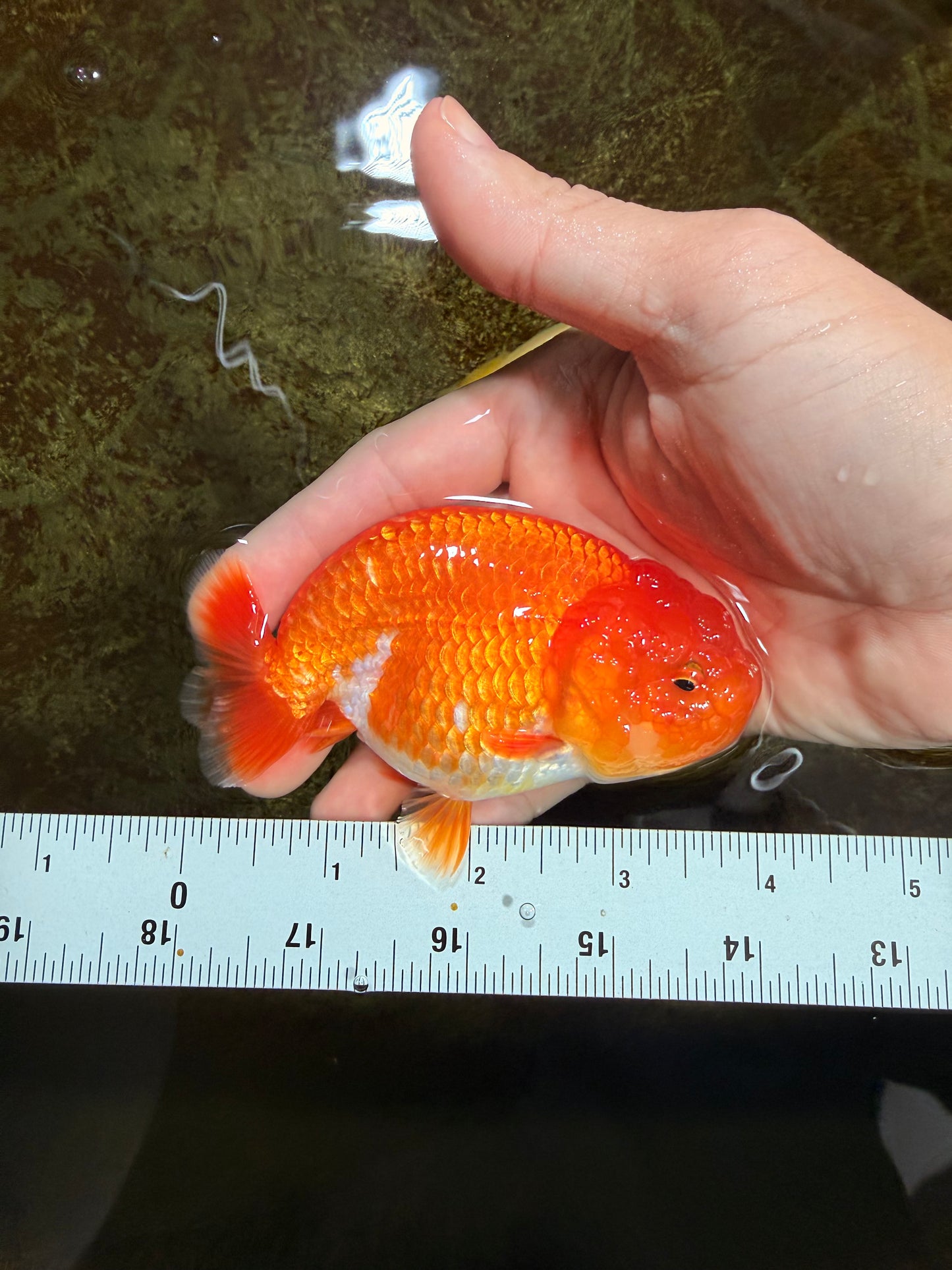 A Grade Red White LionQueen 4 inches #121225LC_09