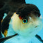 A Grade Tricolor Oranda Female 5-5.5 inches #070425OR_21