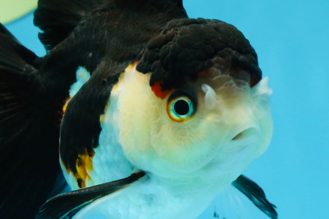 A Grade Tricolor Oranda Female 5-5.5 inches #070425OR_21