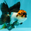 A Grade Red White Oranda Male 5-5.5 inches #051526OR_03