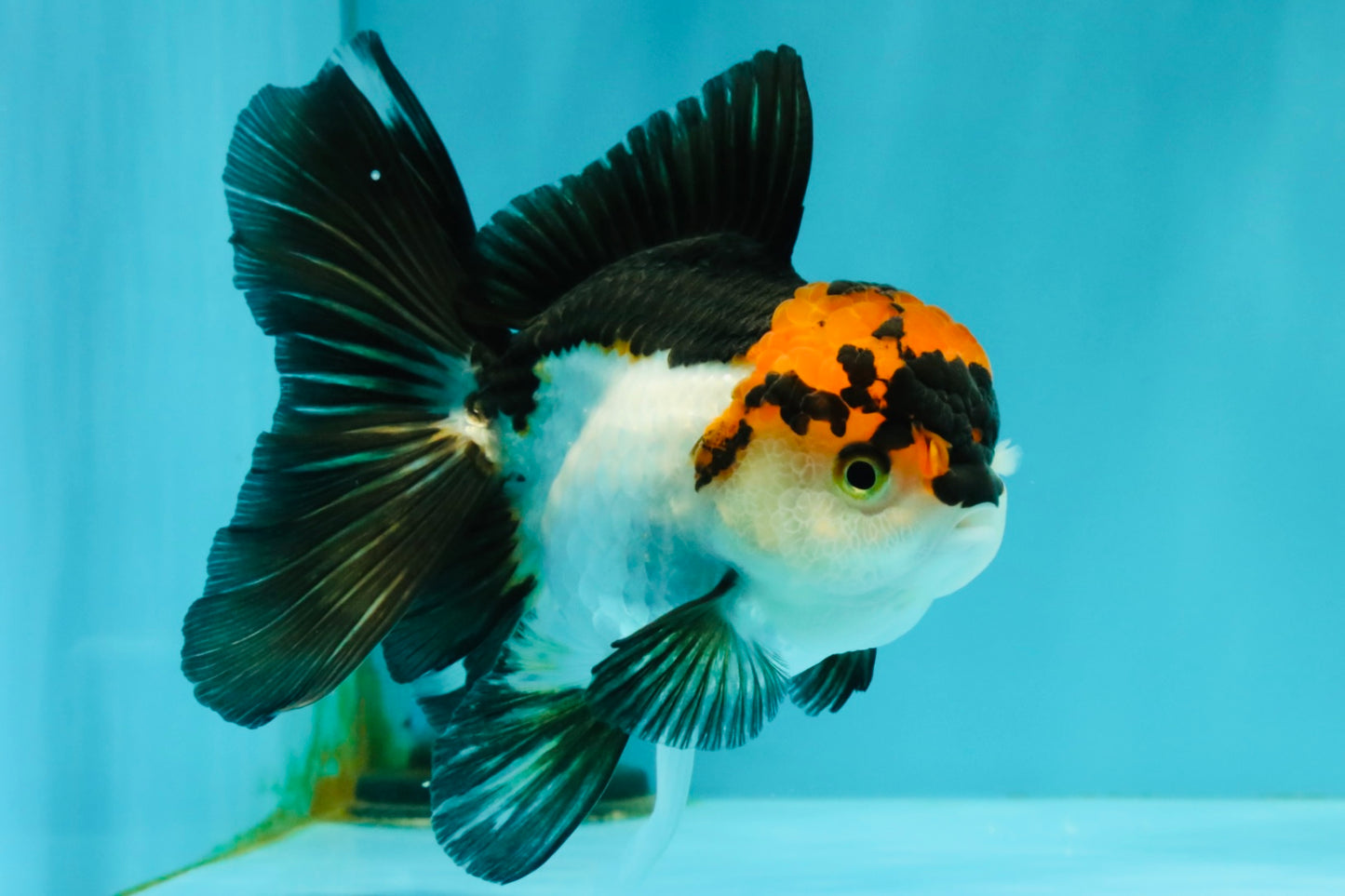 A Grade Red White Oranda Male 5-5.5 inches #051526OR_03