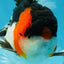 A Grade Tricolor Oranda Male 5.5 inches #051625OR_30