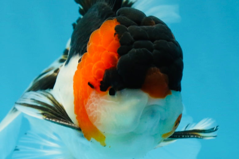 A Grade Tricolor Oranda Male 5.5 inches #051625OR_30