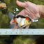 🌋 A Grade Tricolor Oranda Female 4.5 inches #041825OR_15