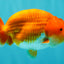 A Grade Red White LionKing 4.5-5 inches #072426LC_33