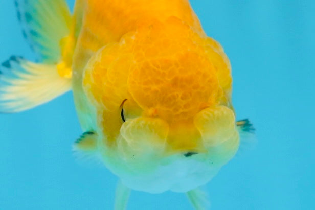 Baby Rancho Fish Baby Cheese Ranchu Female 3.5-4 inches #0726RC_32 – Jimmy Goldfish