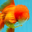 TOMATO AAA Grade Red White Oranda Male 6.5 inches #022026OR_05