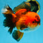 A Grade Apache Oranda Male 6 inches #080125OR_06