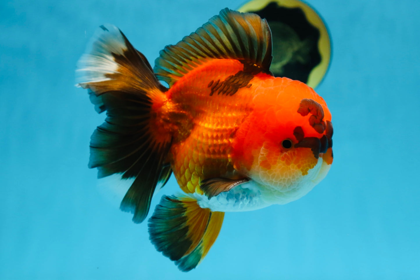 A Grade Apache Oranda Male 6 inches #080125OR_06