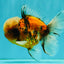 A Grade Tiger Oranda Male 5.5-6 inches #081426OR_04