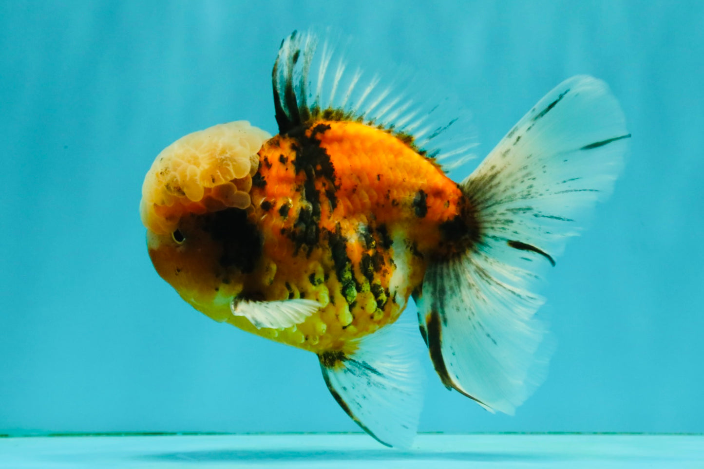 A Grade Tiger Oranda Male 5.5-6 inches #081426OR_04