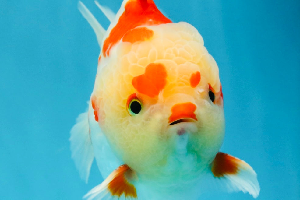 SUPER Cutie AAA Grade Red White Yuanbao Male 5 inches #032726YB_01