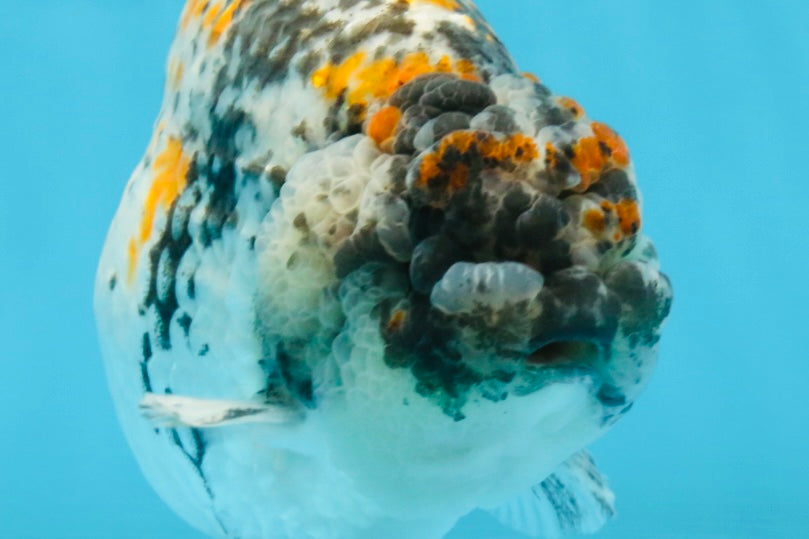 A Grade Tricolor Tiger LionKing Male 5.5 inches #102425LC_03