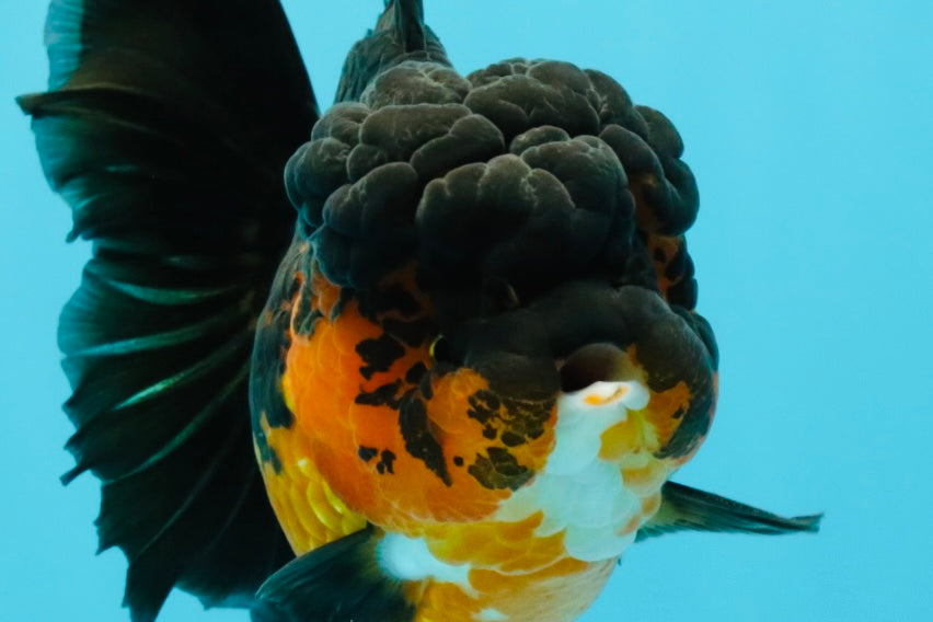 A Grade LAVA Apache Oranda Female 5.5-6 inches #030626OR_28