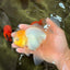 A Grade White Oranda Male 5.5-6 inches #100926OR_18