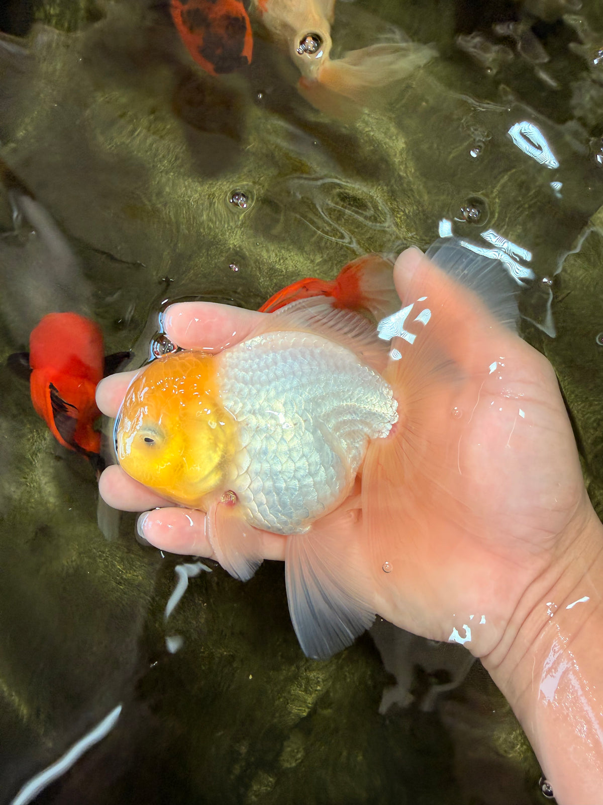 A Grade White Oranda Male 5.5-6 inches #100926OR_18