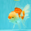 A Grade Red White Oranda Male 6 inches #061926OR_18