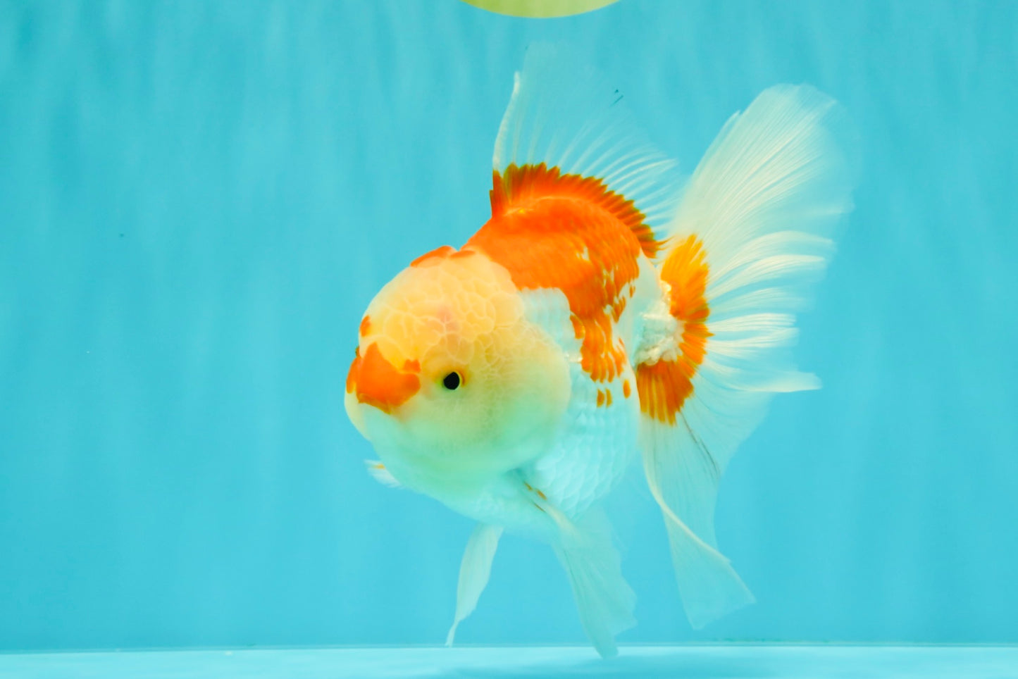A Grade Red White Oranda Male 6 inches #061926OR_18