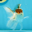 Panda Oranda Male 4.5-5 inches #121324OR_20